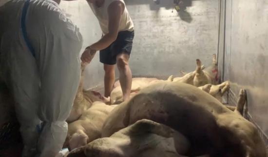 700 kg heo chết được trữ trong nhà kho nhỏ. (Ảnh: Báo Lao động)