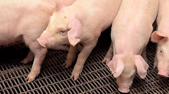 Giá heo hơi ba miền tuần này tăng nóng tới 6.000 đồng