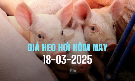 Cập nhật giá heo hơi hôm nay 17/3/2025 ở ba miền mới nhất