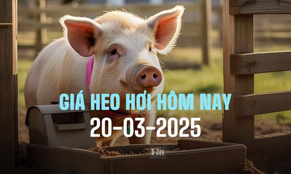 Cập nhật giá heo hơi hôm nay 20/3/2025 ở ba miền mới nhất