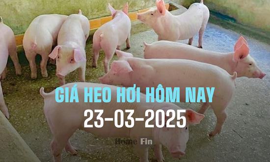 Cập nhật giá heo hơi ba miền hôm nay 23/3/2025 mới nhất