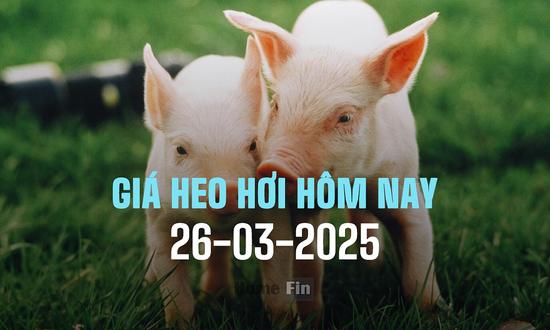 Cập nhật giá heo hơi ba miền hôm nay 26/3/2025 mới nhất
