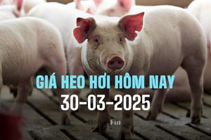 Giá heo hơi hôm nay 30/3/2025: Tuần này mất tới 7.000 đ/kg