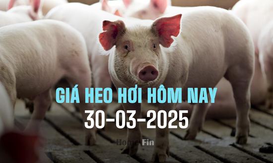 Cập nhật giá heo hơi hôm nay 30/3/2025 ở ba miền mới nhất