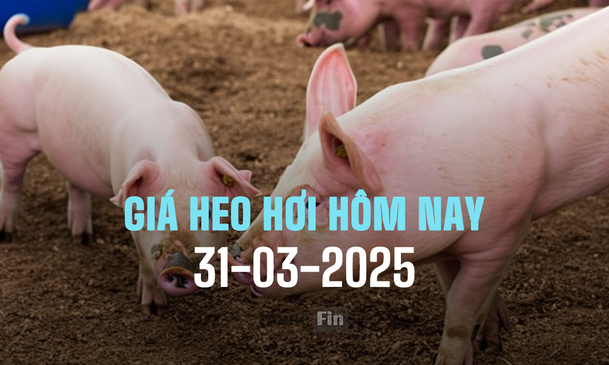 Cập nhật giá heo hơi ba miền hôm nay 31/3/2025 mới nhất