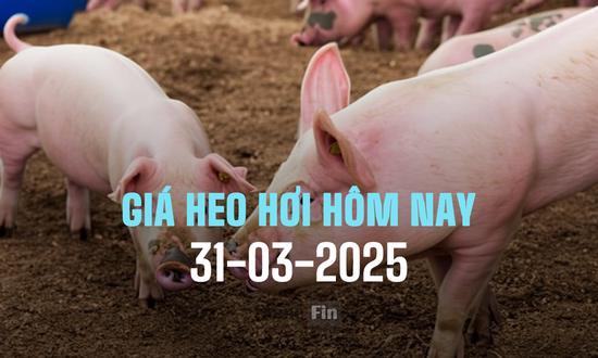 Cập nhật giá heo hơi ba miền hôm nay 31/3/2025 mới nhất