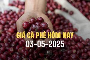 Giá cà phê hôm nay 3/5/2025: Trong nước tăng mạnh