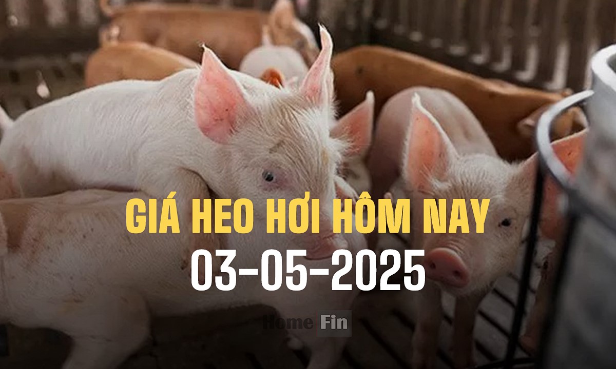 Cập nhật giá heo hơi ba miền hôm nay 3/5/2025 mới nhất