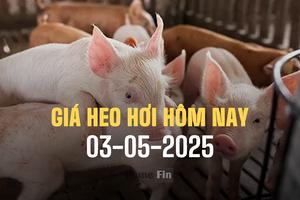 Giá heo hơi hôm nay 3/5/2025: Giảm nhẹ vài nơi