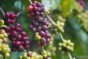 Giá cà phê Robusta giảm 2,32% về 5.010 USD/tấn