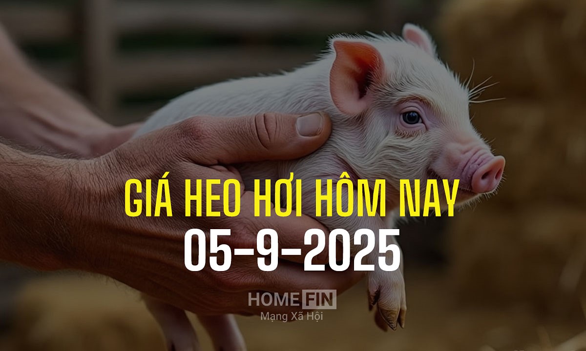 Cập nhật giá heo hơi hôm nay 5/9/2025 tại ba miền mới nhất