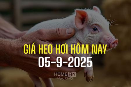 Giá heo hơi hôm nay 5/9/2025: Hồi phục do nhu cầu tăng