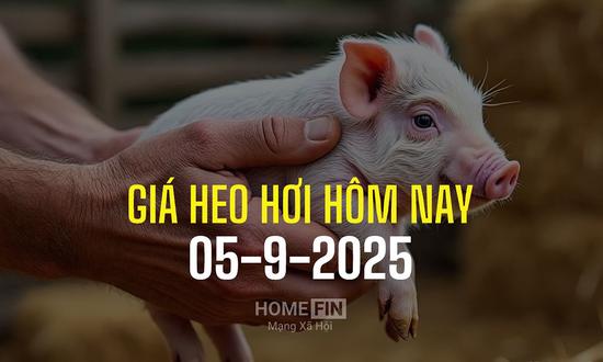 Cập nhật giá heo hơi hôm nay 5/9/2025 tại ba miền mới nhất