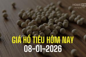 Giá tiêu hôm nay 8/1/2026: Trong nước duy trì ổn định