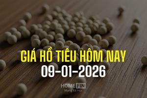 Giá tiêu hôm nay 9/1/2026: Tiêu xuất khẩu Việt Nam tăng mạnh