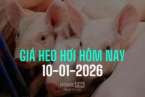 Giá heo hơi hôm nay 10/1/2026: Tăng mạnh tới 3.000 đồng