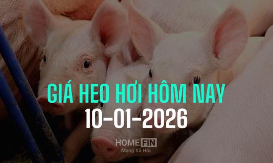 Cập nhật giá heo hơi ba miền hôm nay 10/1/2026 mới nhất