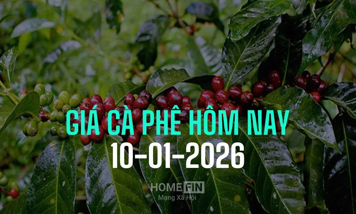 Giá cà phê trong nước và thế giới ngày 10/1/2026 mới nhất