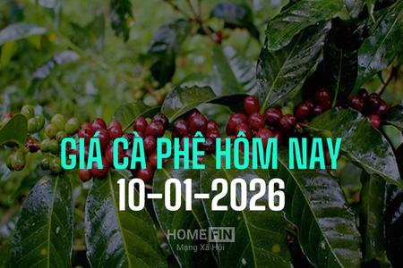 Giá cà phê hôm nay 10/1/2026: Trong nước giảm tới 800 đồng