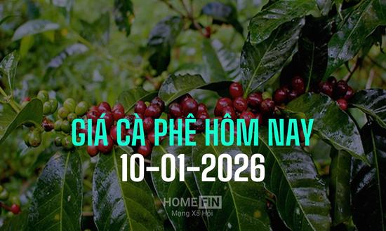 Giá cà phê trong nước và thế giới ngày 10/1/2026 mới nhất