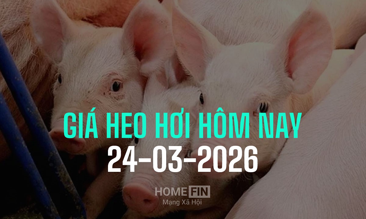 Cập nhật giá heo hơi hôm nay 24/3/2026 tại ba miền mới nhất
