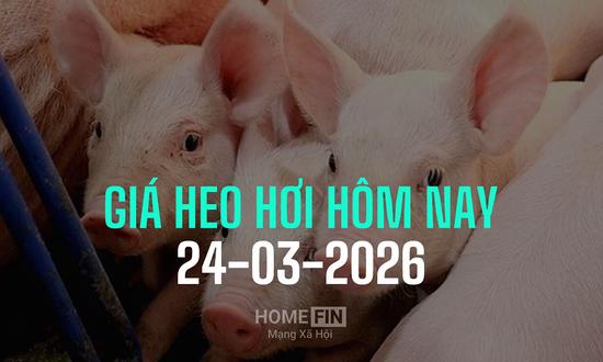Cập nhật giá heo hơi hôm nay 24/3/2026 tại ba miền mới nhất