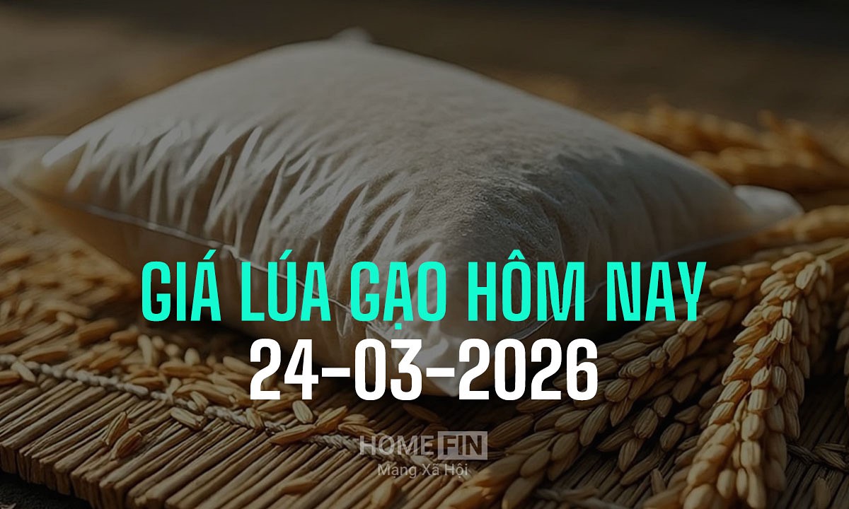 Cập nhật giá lúa gạo hôm nay 24/3/2026 mới nhất