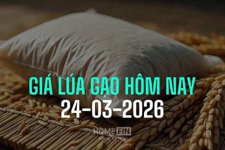 Giá lúa gạo hôm nay 24/3/2026: Thị trường ổn định, giao dịch chậm