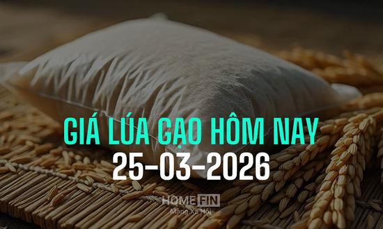 Cập nhật giá lúa gạo hôm nay 25/3/2026 mới nhất