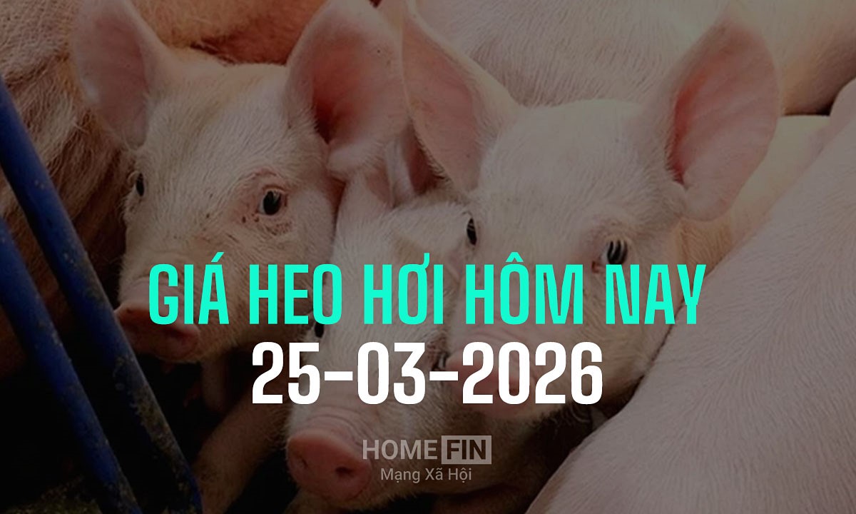Cập nhật giá heo hơi hôm nay 25/3/2026 tại ba miền mới nhất