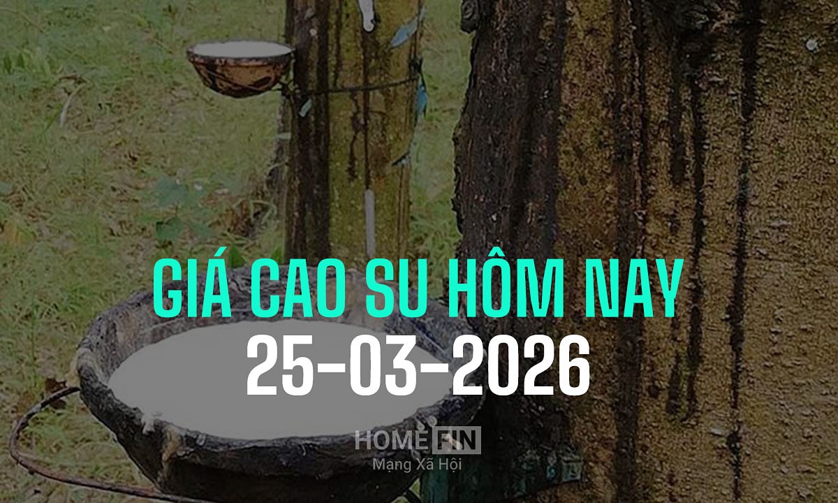 Cập nhật giá cao su hôm nay 25/3/2026 ở trong nước và thế giới mới nhất