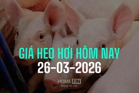 Giá heo hơi hôm nay 26/3/2026: Ổn định, cao nhất là 69.000 đ/kg