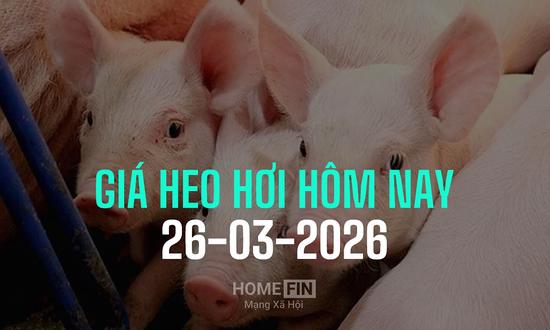 Cập nhật giá heo hơi hôm nay 26/3/2026 tại ba miền mới nhất