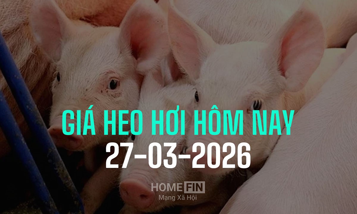 Cập nhật giá heo hơi hôm nay 27/3/2026 tại ba miền mới nhất