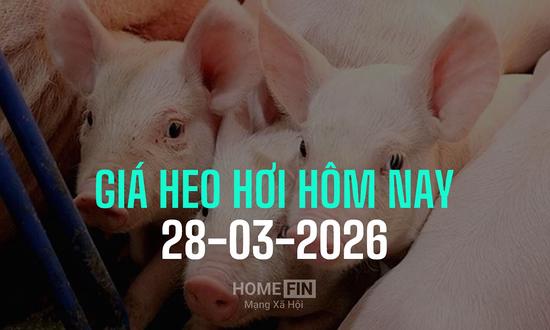 Cập nhật giá heo hơi hôm nay 28/3/2026 tại ba miền