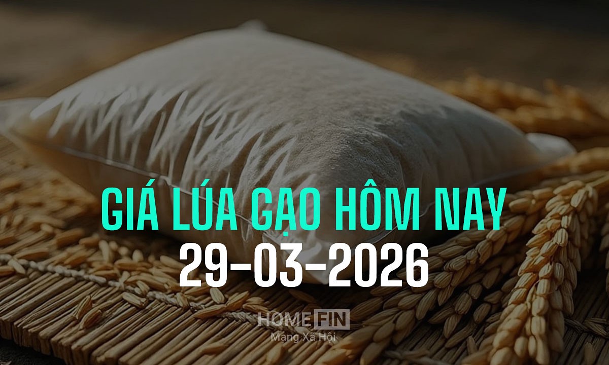 Cập nhật giá lúa gạo hôm nay 29/3/2026 mới nhất