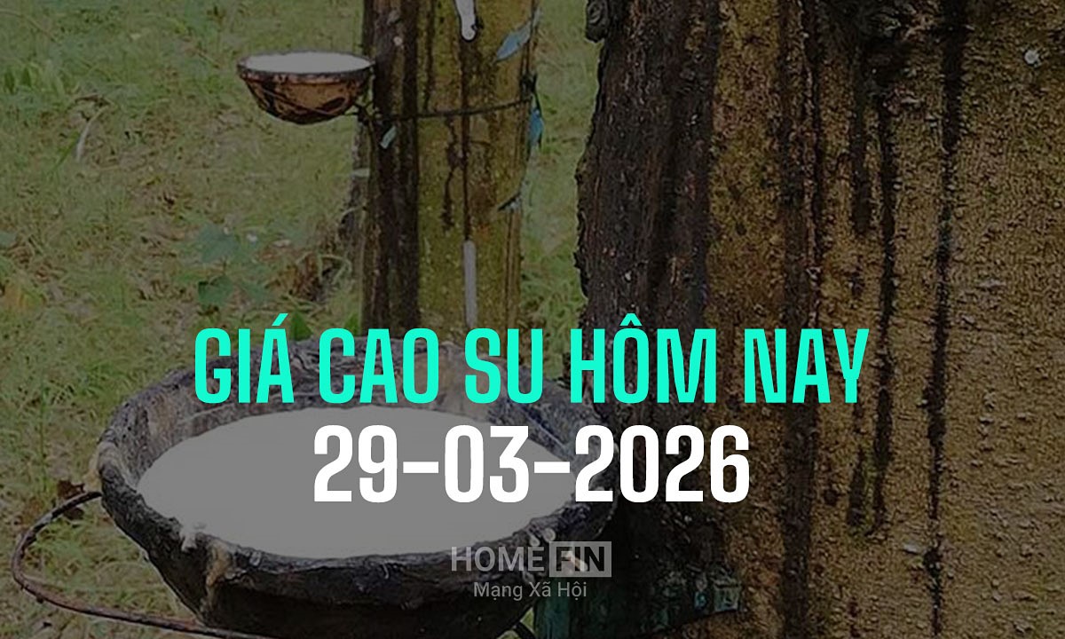Cập nhật giá cao su hôm nay 29/3/2026 ở trong nước và thế giới mới nhất