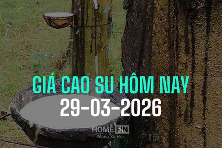 Giá cao su hôm nay 29/3/2026: Thị trường châu Á tuần này tăng mạnh gần 2%