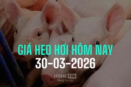Giá heo hơi hôm nay 30/3/2026: Giảm thêm 1.000 đồng, rơi về mốc 61.000 đ/kg