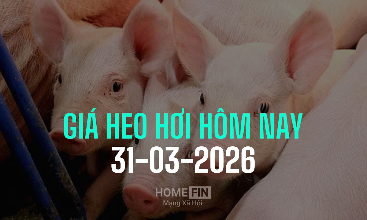 Cập nhật giá heo hơi hôm nay 31/3/2026 tại ba miền mới nhất