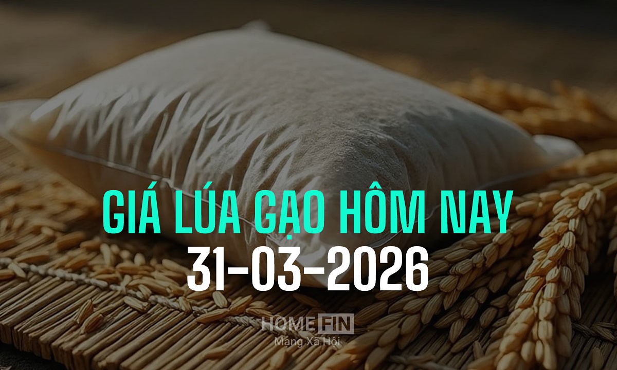 Cập nhật giá lúa gạo hôm nay 31/3/2026 mới nhất
