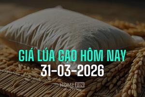 Giá lúa gạo hôm nay 31/3/2026: Thị trường đi ngang, xuất khẩu duy trì ổn định