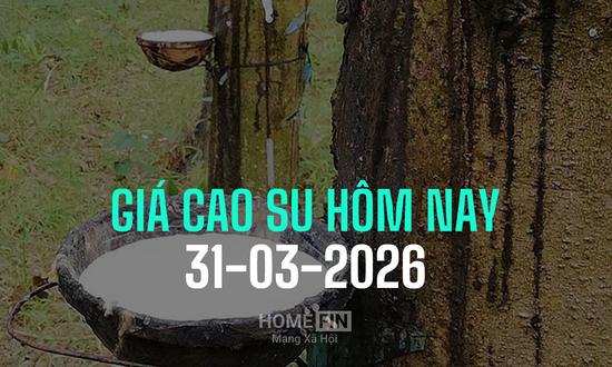 Cập nhật giá cao su hôm nay 31/3/2026 ở trong nước và thế giới mới nhất