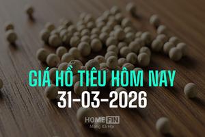 Giá tiêu hôm nay 31/3/2026: Tăng tới 1.000 đồng, chạm mốc 141.000 đồng/kg