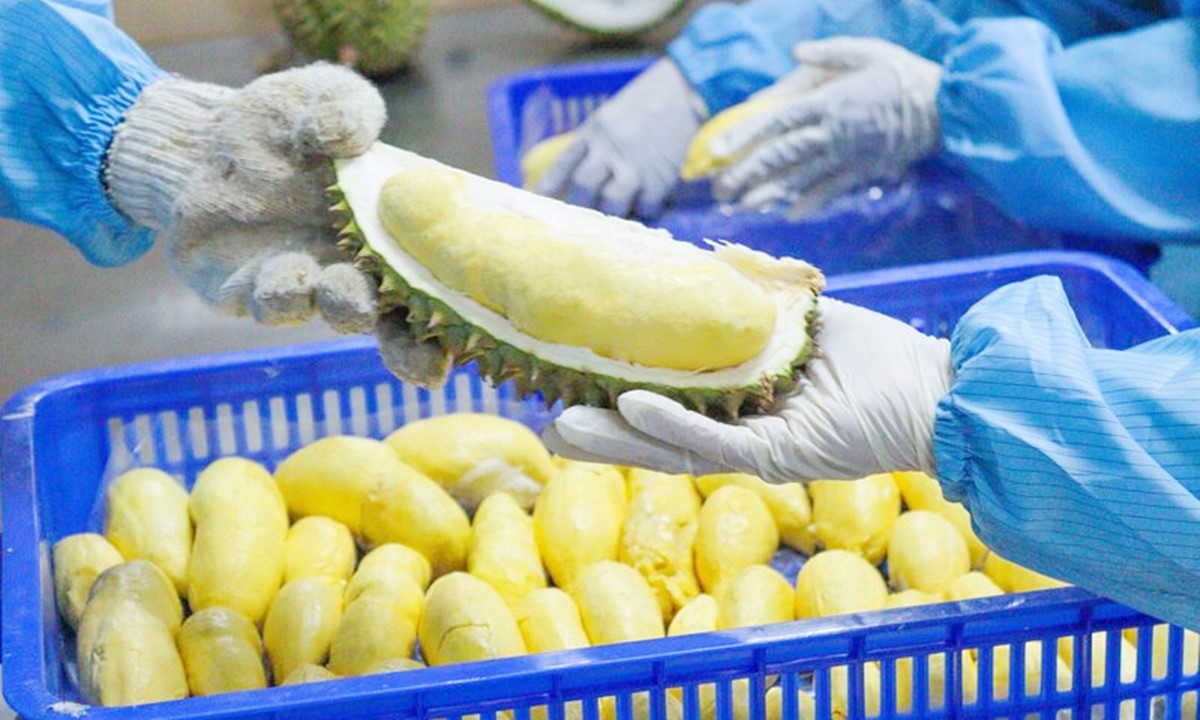 Dự tính trong quý I/2026, xuất khẩu sầu riêng có thể sớm cán mốc 1 tỷ USD