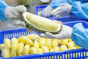 Xuất khẩu sầu riêng Việt Nam tăng chưa từng có, có thể cán mốc 1 tỷ USD