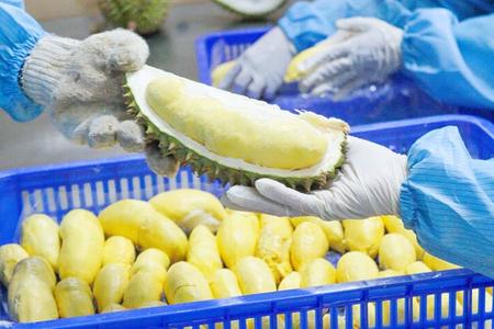 Xuất khẩu sầu riêng Việt Nam tăng chưa từng có, có thể cán mốc 1 tỷ USD