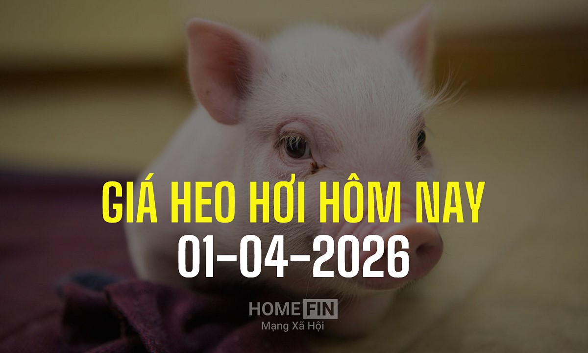 Cập nhật giá heo hơi hôm nay 1/4/2026 tại ba miền mới nhất
