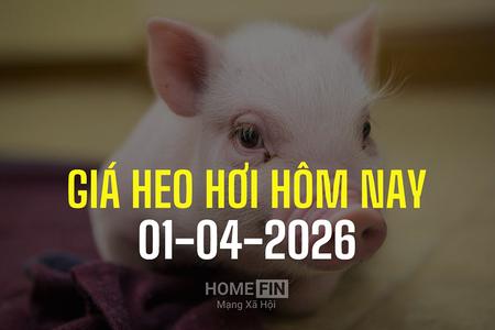 Giá heo hơi hôm nay 1/4/2026: Tăng giảm trái chiều 1.000 đồng, thấp nhất 61.000 đ/kg