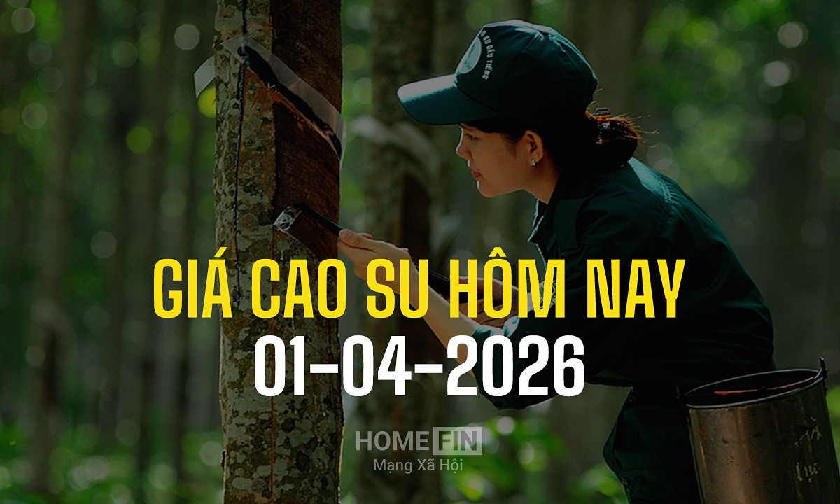 Cập nhật giá cao su hôm nay 1/4/2026 ở trong nước và thế giới mới nhất